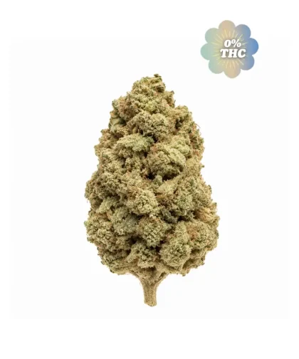 Jack-Herer-CBD-sans-THC-1
