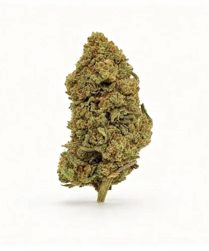 Mimosa-cbd-cbdissimo-2