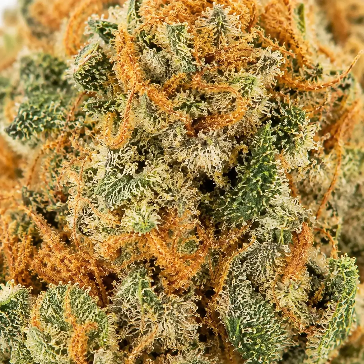 orange bud cbd sans thc produit closeup