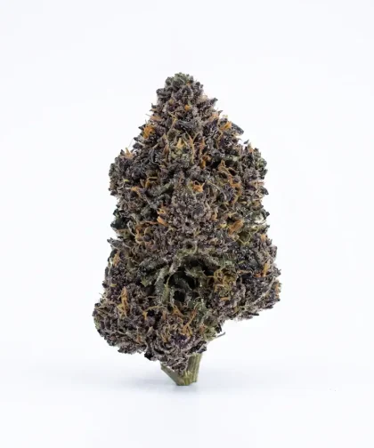 Black devil CBD - small bud - cbdissimo