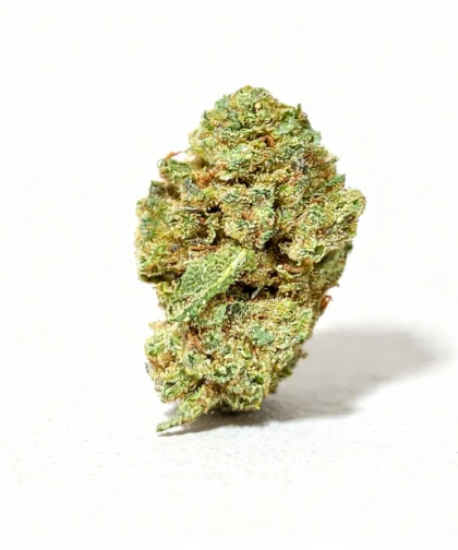 Amnesia-CBD-Small-bud-CBDISSIMO