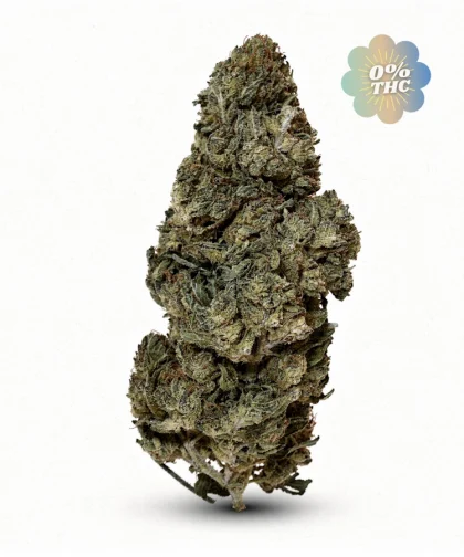 Gorilla-Glue-CBD-sans-THC-cbdissimo-2