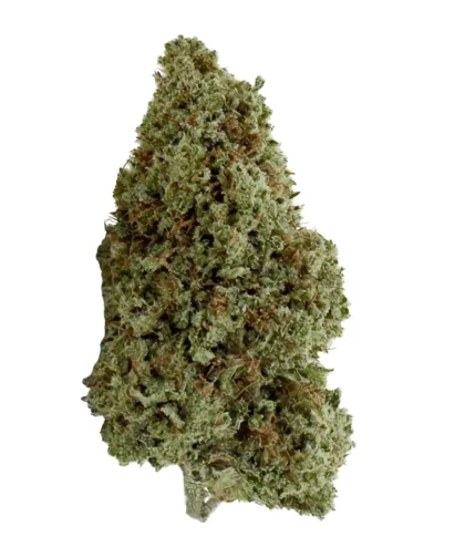 Super-Silver-haze-CBD-Glasshouse-1